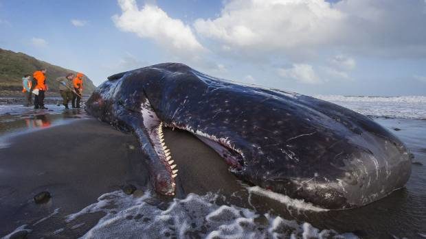 Click to enlarge The whales' teeth and jawbones will be used by iwi for carving.