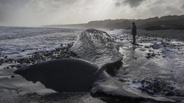 Click to enlarge The eight sperm whales were spread along the beach for several kilometres.