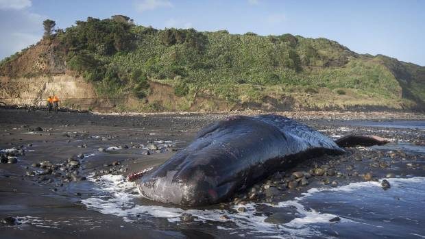Click to enlarge One of eight whales washed up on Kaupokonui Beach, South Taranaki.