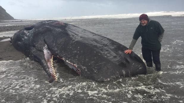 Click to enlarge Lee Wineera with one of the eight whales near the mouth of the Kaupokonui Stream.