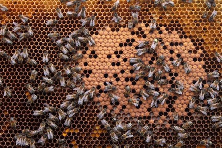 A survey of almost 900 Ontario beekeepers indicated that 70 per cent suffered unsustainable losses