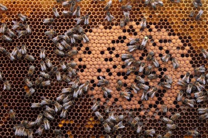 Click to enlarge A survey of almost 900 Ontario beekeepers indicated that 70 per cent suffered unsustainable losses