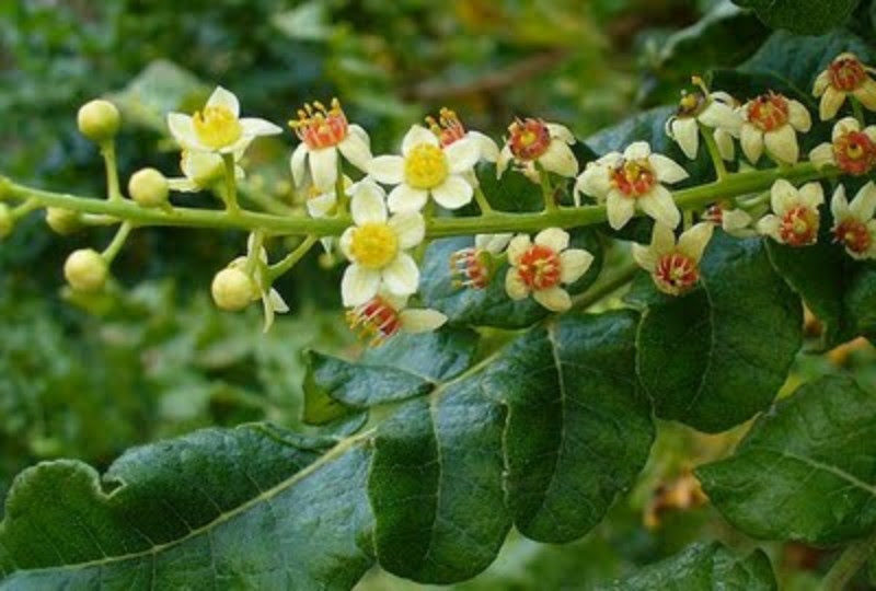 Boswellia serrata