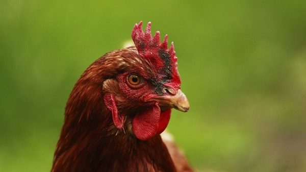 Rooster