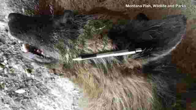 Click to enlarge Mystery wolf-dog hybrid Montana