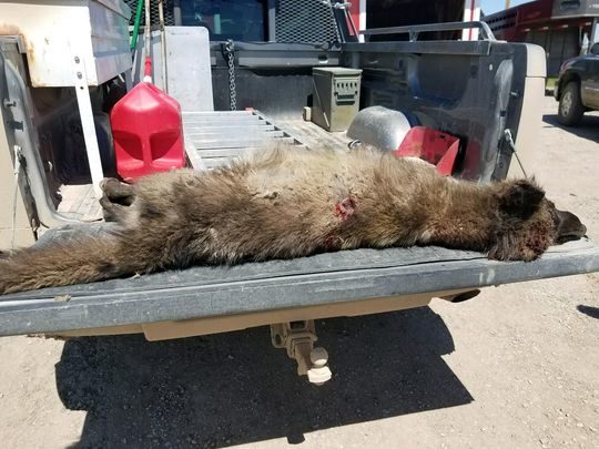mysterious wolf-dog creature montana