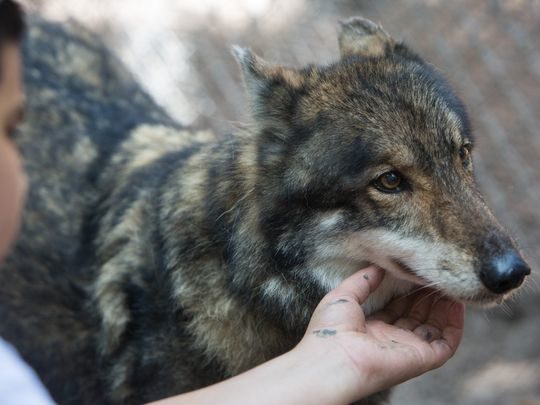 wolfdog