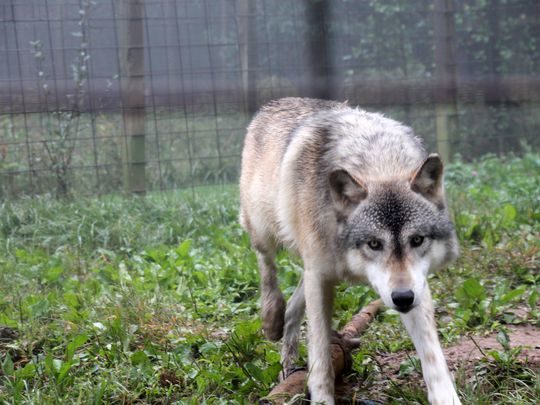 Wolf dog hybrid