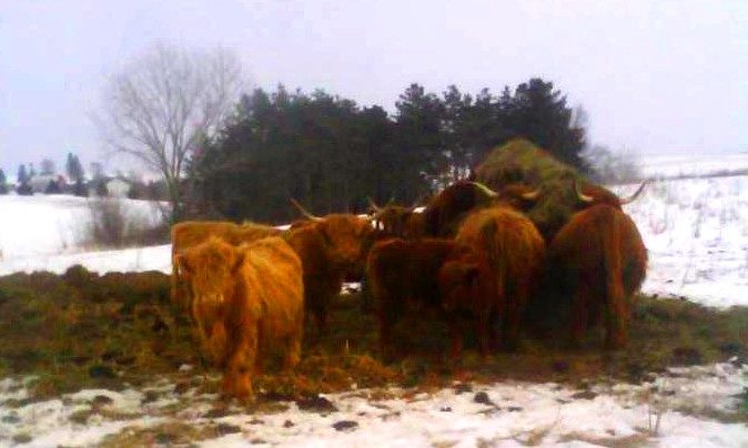 Angus cows