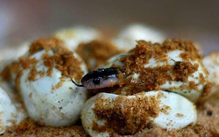 hatched snake