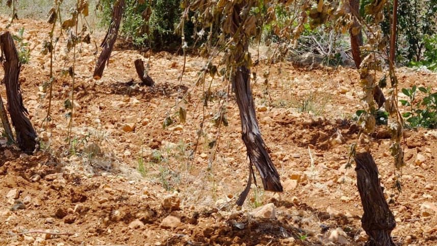 Vandals slashed hundreds of mature grape plants near Hebron