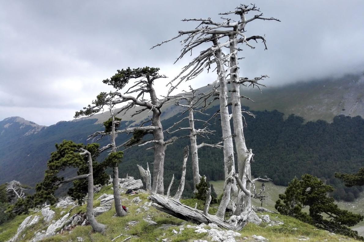 Click to enlarge Heldreich’s pine Italus