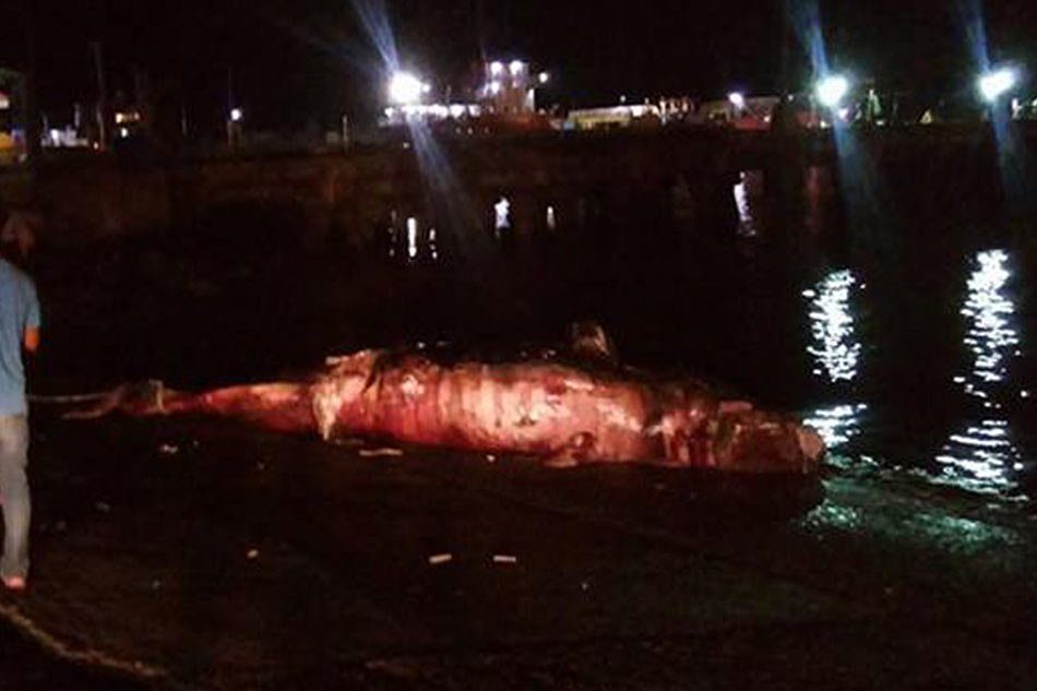 dead whale