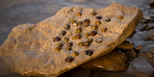 mussel