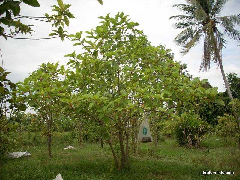 kratom