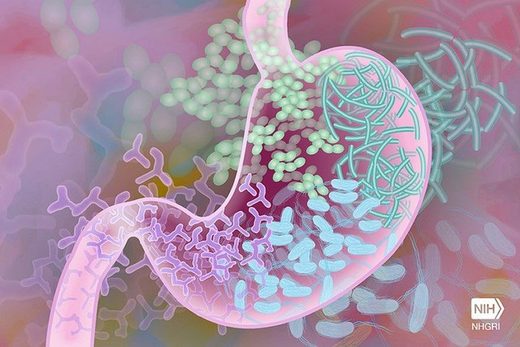 Click to enlarge gut bacteria