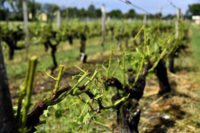 Bordeaux hail grape vine