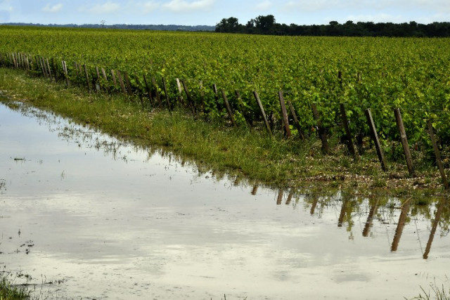 Click to enlarge Bordeaux vineyard may 2018