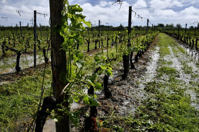 Click to enlarge bordeaux vineyard hail
