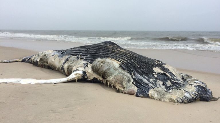Click to enlarge The body of a dead humpback whale washed up at Point O'Woods on Fire Island on Sunday, officials said.