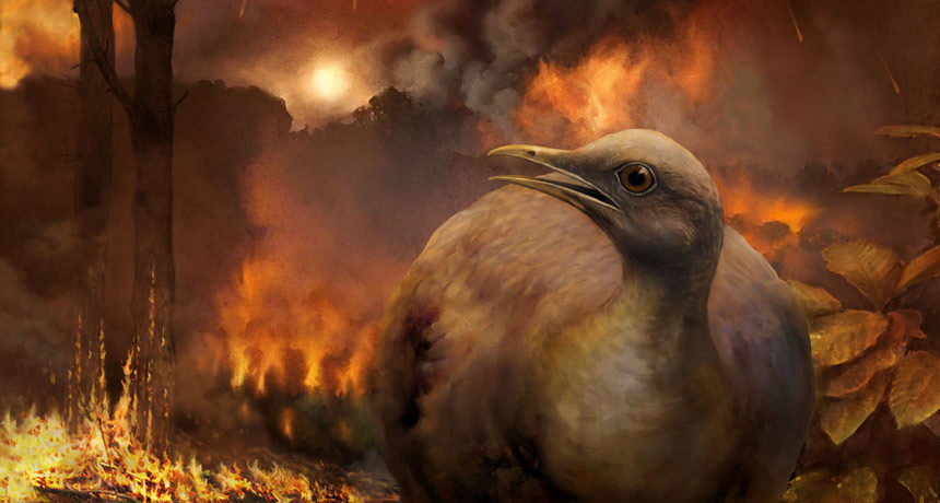 Click to enlarge bird disaster survive