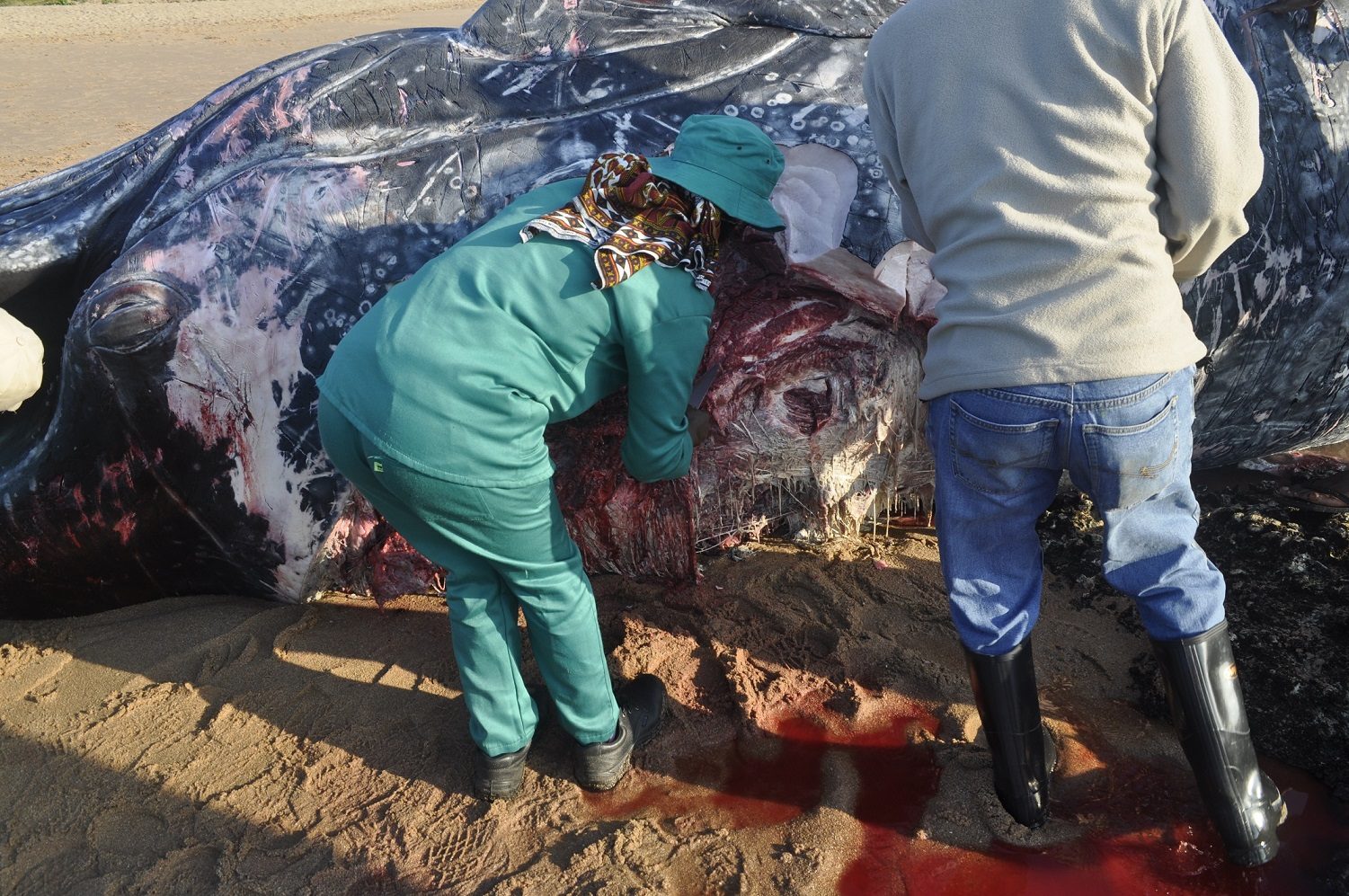 News spread quickly about the whale carcass.