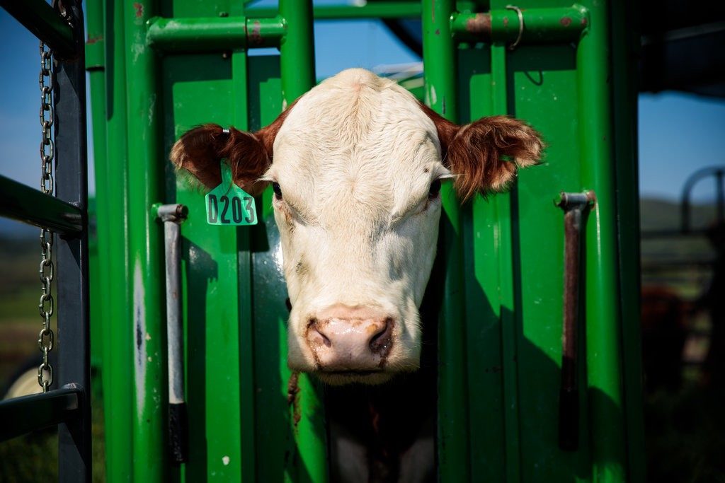 Click to enlarge moo cow