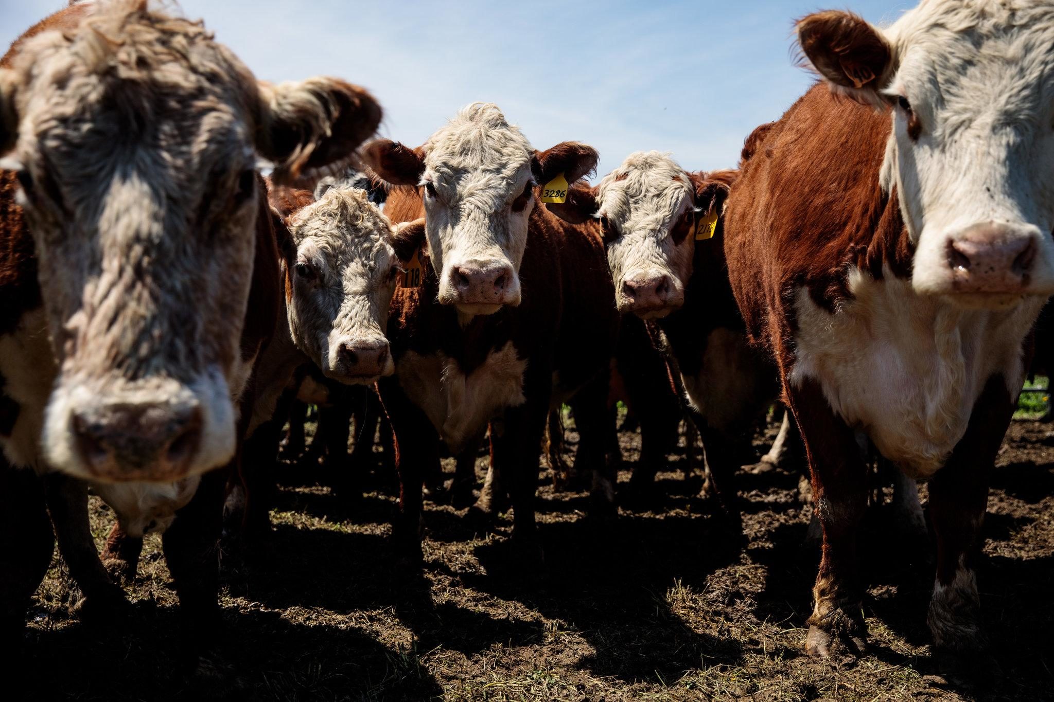 Click to enlarge moo cows