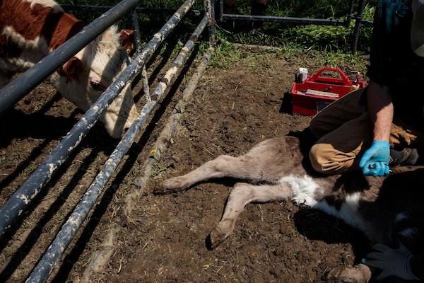 Click to enlarge vaccinating calf