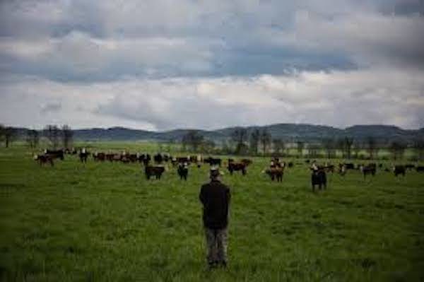 PASTURE