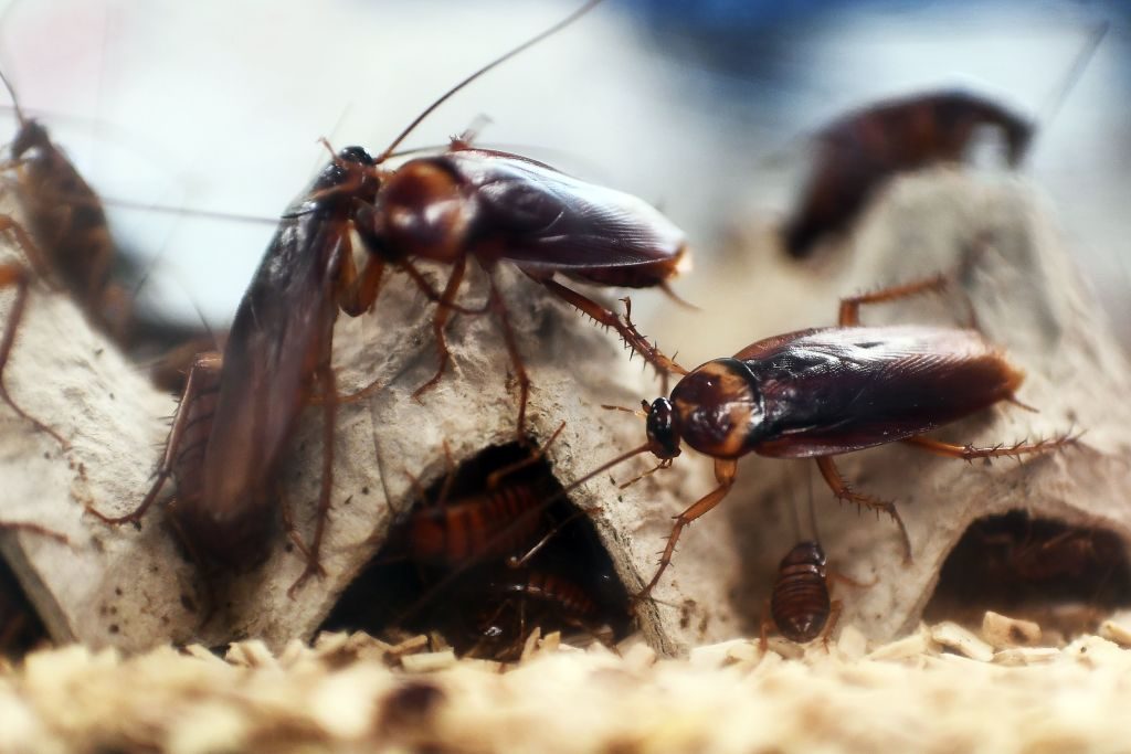 Click to enlarge Cockroach