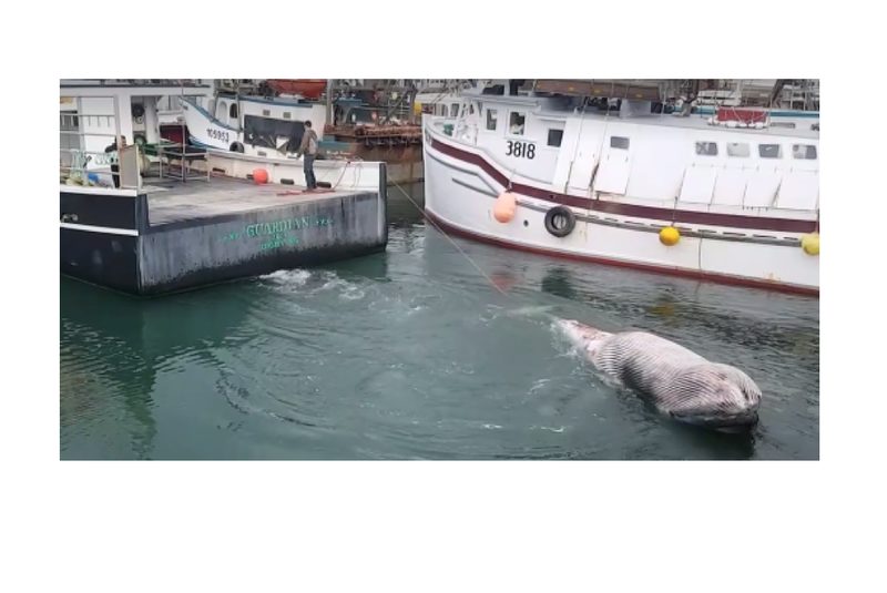 Click to enlarge A dead Minke whale is towed out of Digby harbour.
