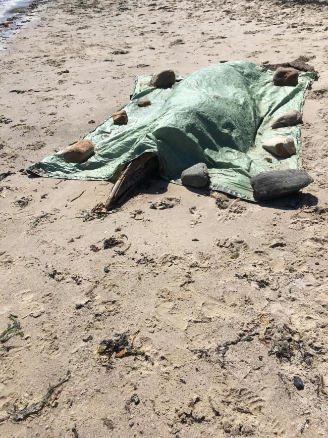 Click to enlarge DEAD WHALE