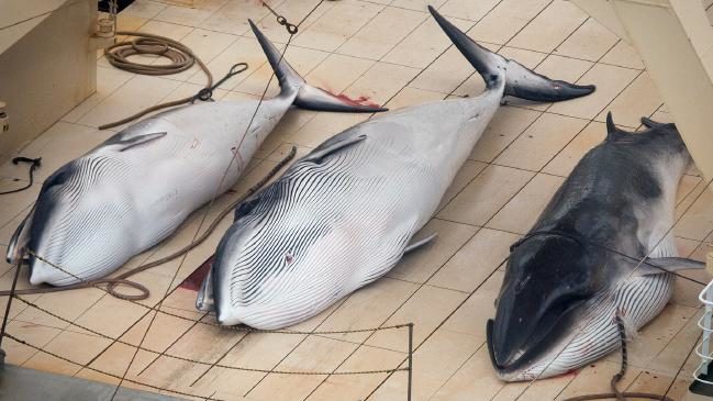 A 2014 image of three dead minke whales on the deck of the Japanese whaling vessel Nisshin Maru in the Southern Ocean.
