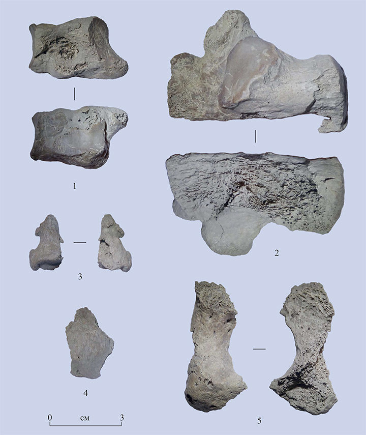 Set of bones found on Area 1 and dated to 30,000 years old.