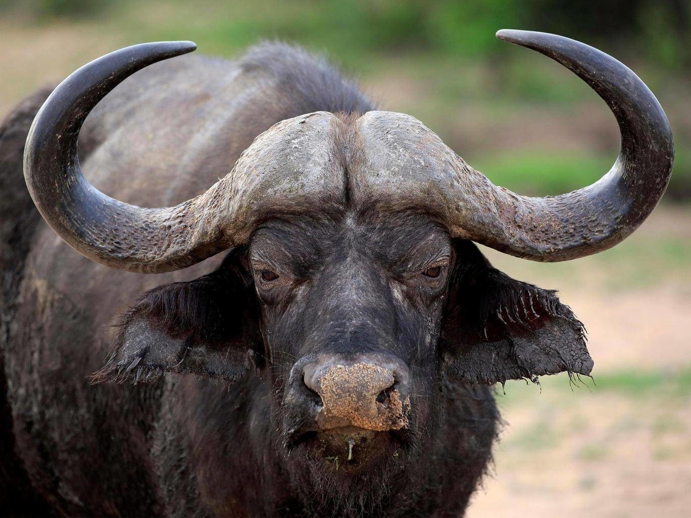 Click to enlarge African buffalo