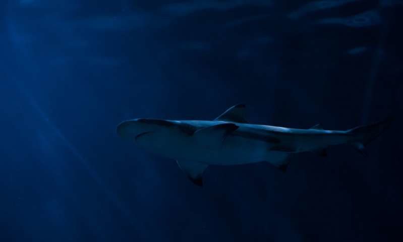 Click to enlarge Shark