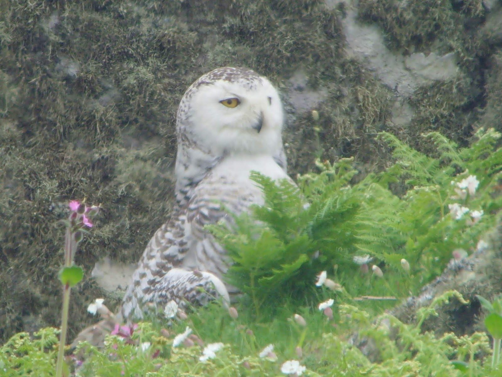 Snowy owl