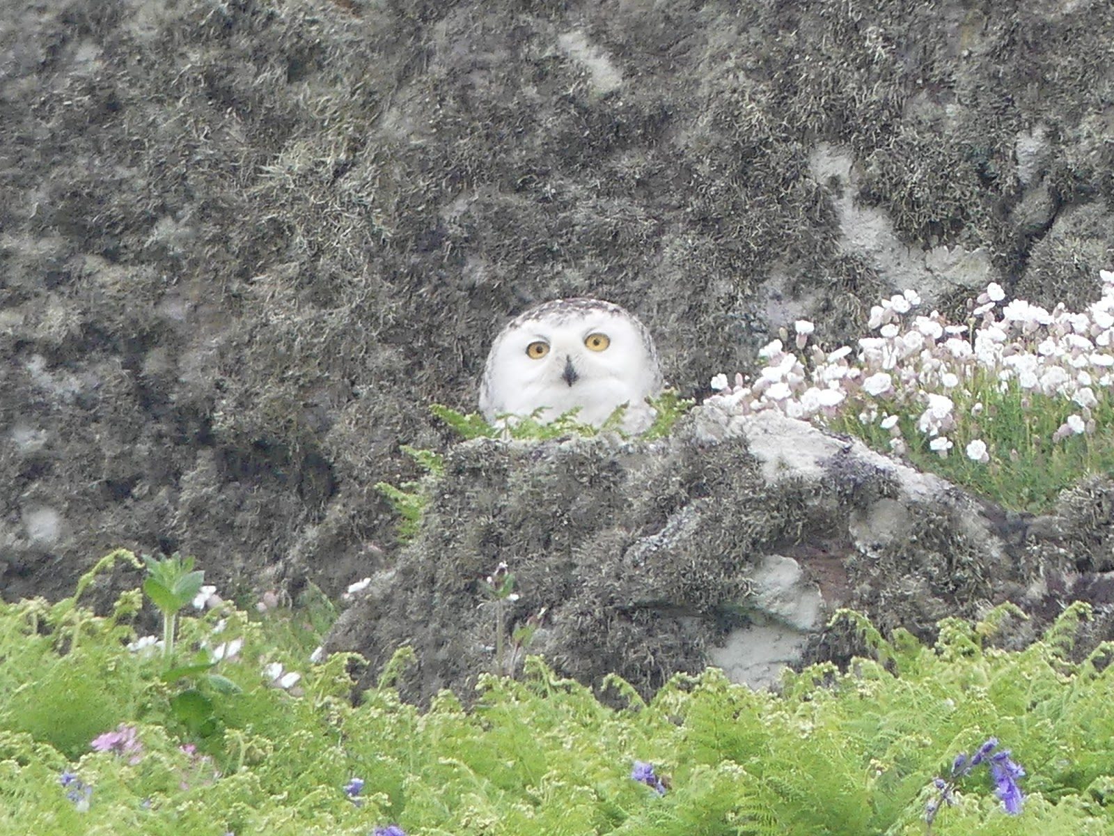 Click to enlarge Snowy owl