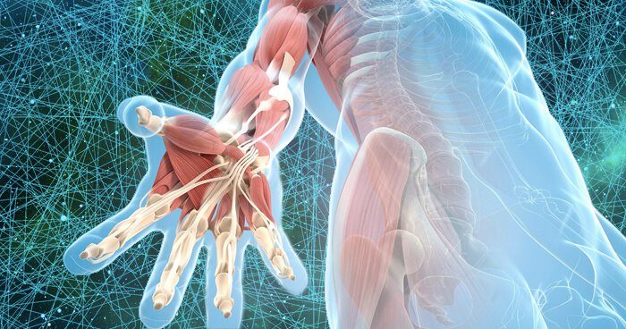 Fascia