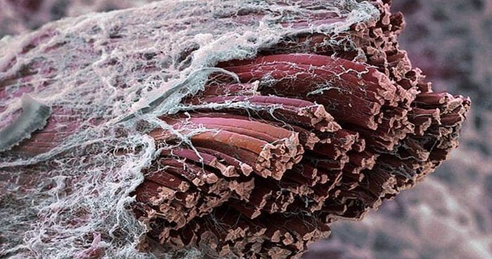 Fascia