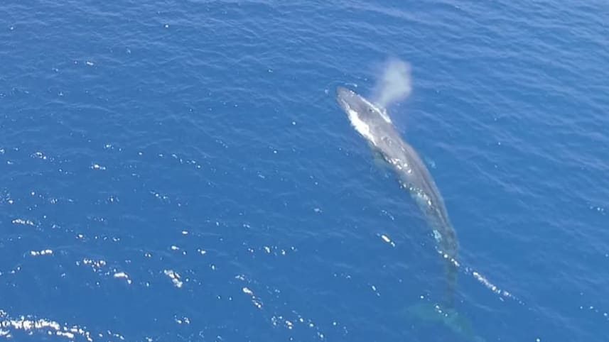 The blue whale spotted off Eilat, May 29, 2018.