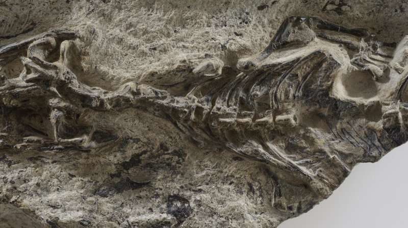 Click to enlarge Preserved specimen of Megachirella wachtleri
