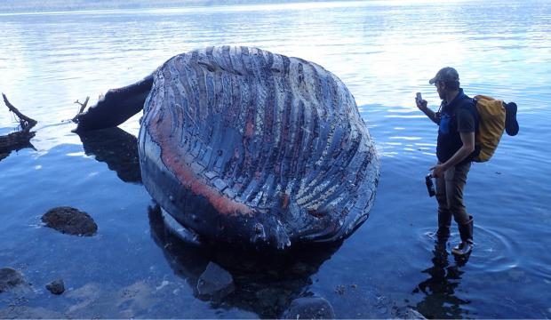 Dan Kirkwood of Pack Creek Bear Tours takes photos the humpback whale carcass that washed ashore Admiralty Island on the backside of Douglas Island on Thursday, May 31, 2018.