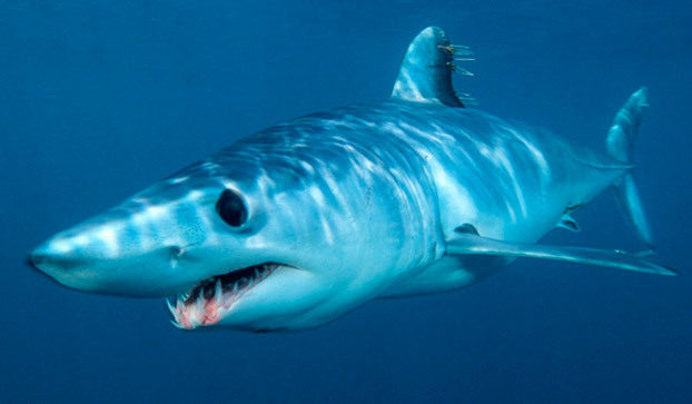 Mako shark