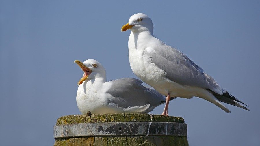 Click to enlarge Seagull flying ant season