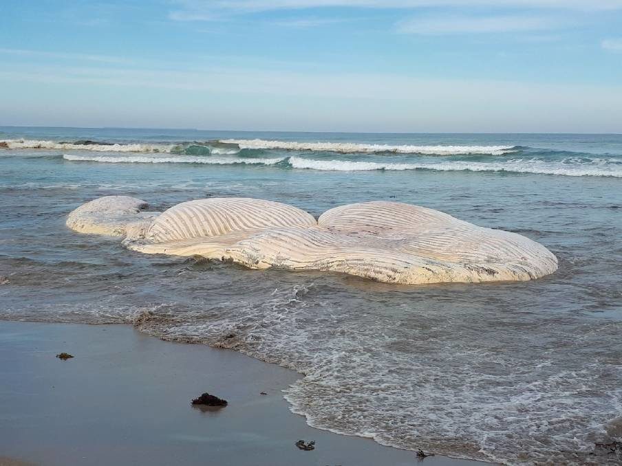 Resting place: The public is asked to stay away from a whale carcass near Fitzroy River due to health risks and increased shark activity in the area.
