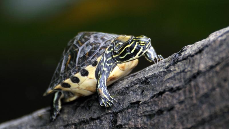 A baby cooter on the bank of Dunns Creek, off the St. Johns River.