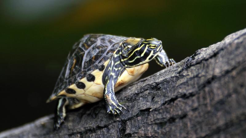 Click to enlarge A baby cooter on the bank of Dunns Creek, off the St. Johns River.