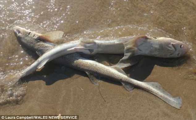 Beachgoers were horrified when they discovered the bodies of sharks scattered on the beach